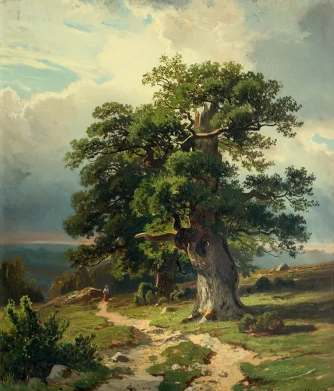 Stary dąb
