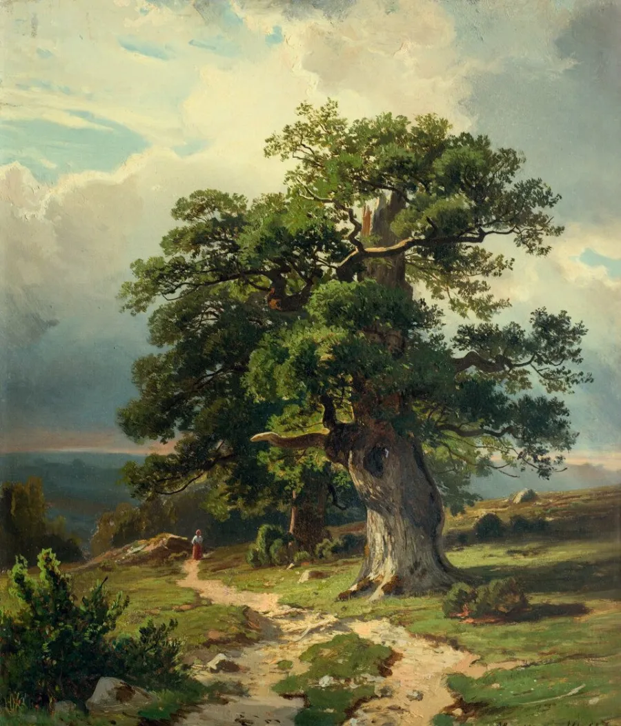 Stary dąb, widok całości
